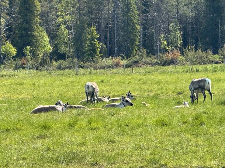 Gravel Lapland Finland Bidong