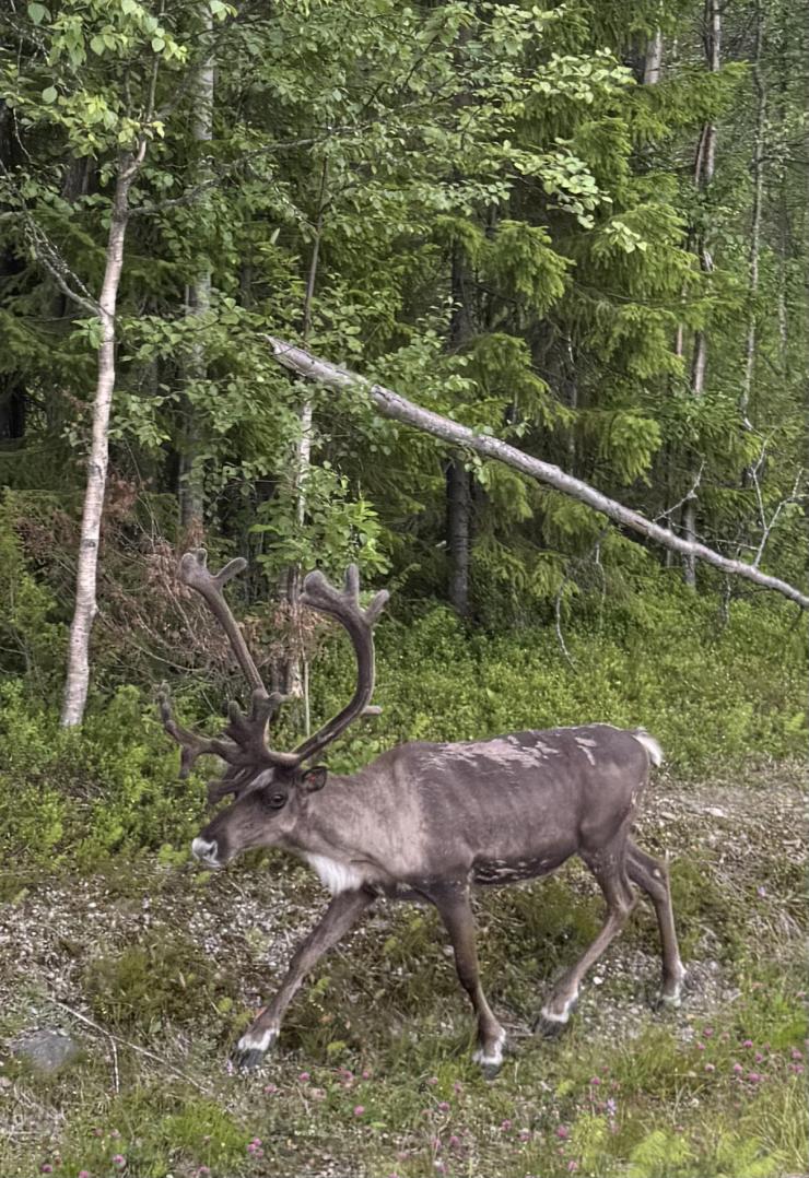 Gravel Lapland Finland Bidong 